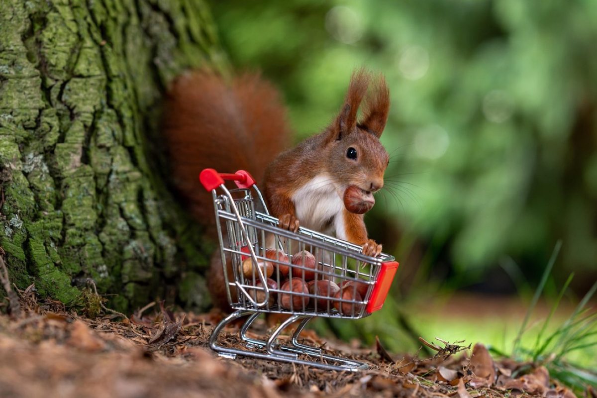 Avis utilisateurs Rakuten France et checklist avant achat
