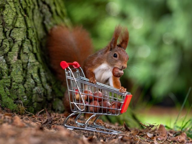 Avis utilisateurs Rakuten France et checklist avant achat